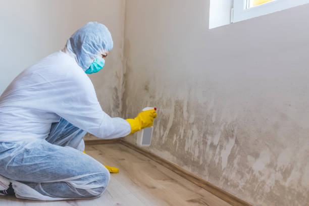 Licensed Mold Remediation service in Jersey City, NJ - Cheap Mold Removal